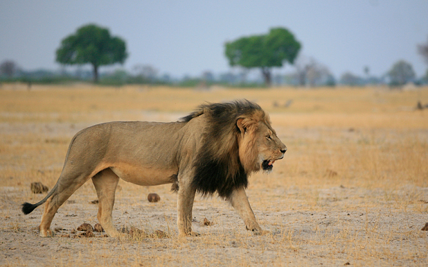 Cecil the Lion