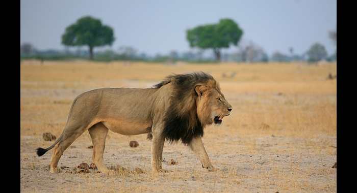 Cecil the Lion