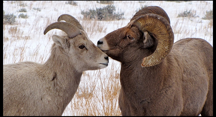 TWICE the RAM…just for EWE